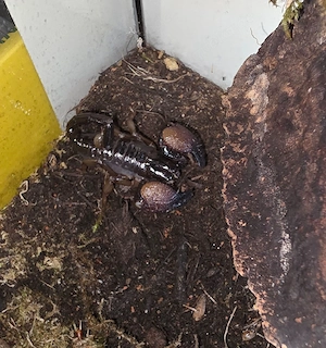 1.0 Pandinurus exitialis 