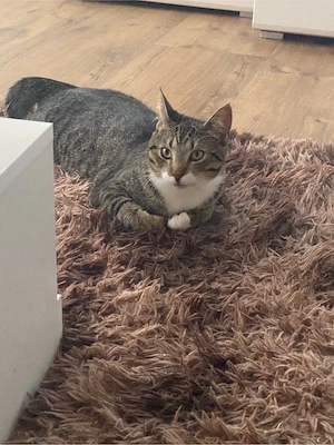 Kater abzugeben 