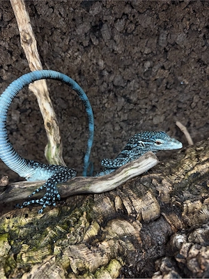 1.1 Blauer Baumwaran (Varanus macraei)   Deutsche Nachzuchten mit Papieren