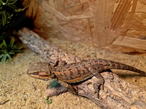 Farb-Bartagamen Jungtiere (pogona vitticeps) NZ 04 2026