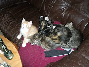 ++ sehr hübscher rot getigerter Kater ++ Katzenbaby ++ Kitten ++ in Kürze abzugeben ++