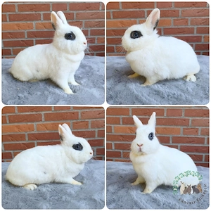 Zwergkaninchen, Kaninchen, Farbenzwerg, Häsin, geimpft 