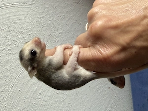 Mosaik Sugar Glider Mädchen abzugeben 