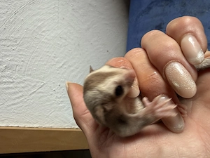 Seltene Carmino Sugar glider