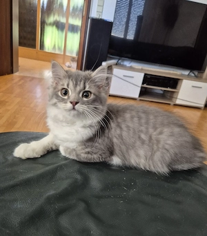 Sibirische katzenbaby