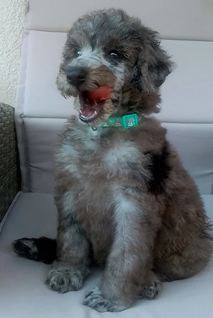Grosspudel Kinder in blue merle suchen ein Zuhause