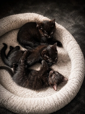 3 wunderschöne siam mixe abzugeben 