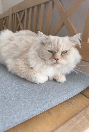 Chinchilla Perser Norwegische Waldkatze Mischung 