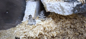 Heterodon Nasicus adult
