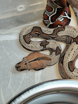 Boa constrictor constrictor Guyana F2 