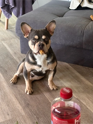 Rüde, Französiche Bulldogge