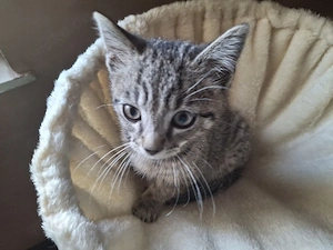 Kleiner Mischlings Kater