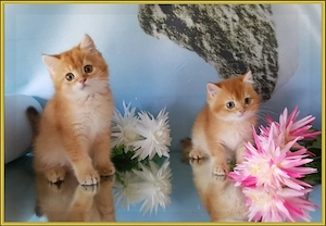 Wunderschöne BKH und BLH Kitten mit Stammbaum. Bild 2