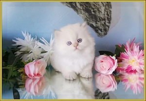 Wunderschöne BKH und BLH Kitten mit Stammbaum. Bild 7