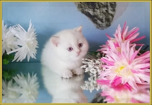 Wunderschöne BKH und BLH Kitten mit Stammbaum. Bild 10