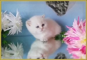 Wunderschöne BKH und BLH Kitten mit Stammbaum. Bild 6