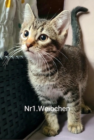 (EKH) Kitten 