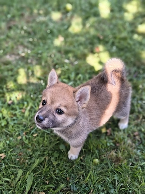 Pomsky Inu Welpen (Pomsky * Shiba Inu)