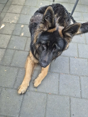 Hund alt Deutscher schäferhund 
