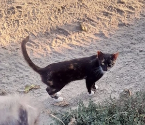 Sissi, lieb und verschmust, katzenverträglich