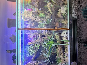 Terrarien für Reptilien 