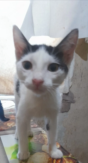 Lilly & Mausi ( Katzenkinder) suchen gemeinsam ein Zuhause