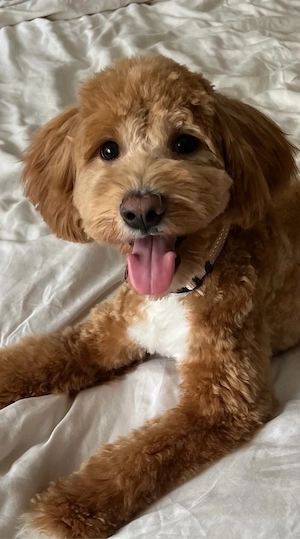 Liebevoller Maltipoo-Rüde sucht ein neues Zuhause