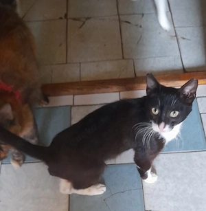 Felix, 9 Monate, lieb