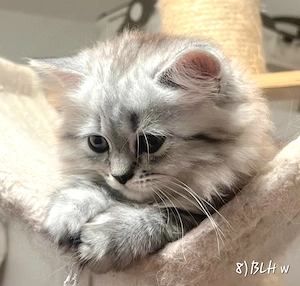 Reinrassige Britisch Lang(kurz)haar Wunderschöne Kitten liebevoll aufgezogen