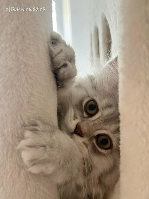 Reinrassige Britisch Lang(kurz)Haar BLH Wunderschöne Kitten liebevoll aufgezogen