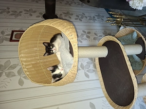 Zwei Junge Kater abzugeben