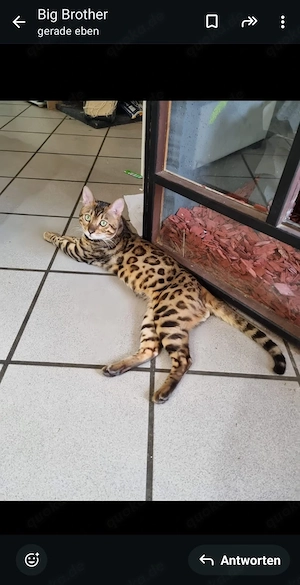 bengal deckkater