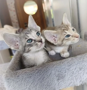 Rassemix Sphynx x Orientalisch Kurzhaar (Mischlinge) Kitten 