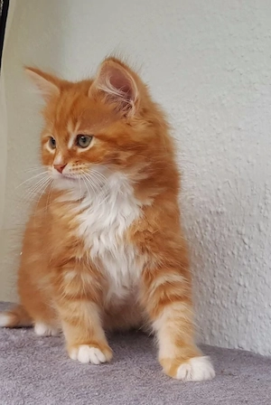 Energiegeladene Maine-Coon-Kätzchen