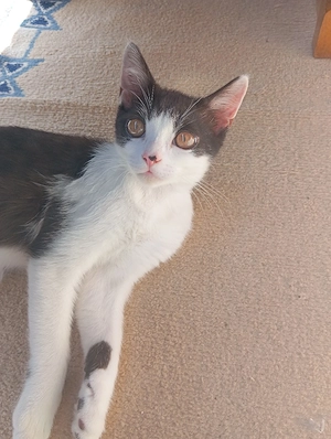 BKH Kitten männlich 