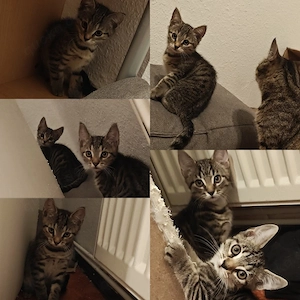 Kätzchen suchen neues Zuhause 