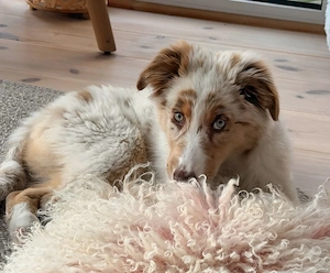 Australian Shepherd Welpe mit ASCA Papieren 