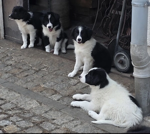 Border Collie Welpen