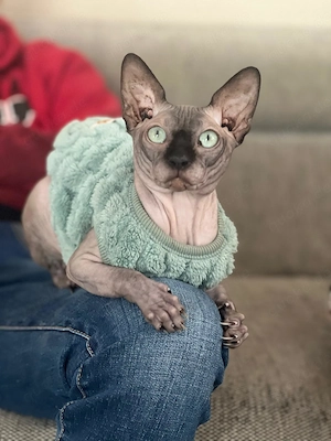 Junge Sphynx suchen neues Zuhause 