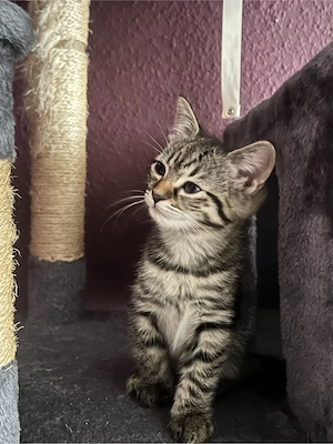 baby katze 