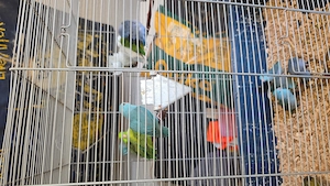Junge Blaugenik Sperlimgspapageien