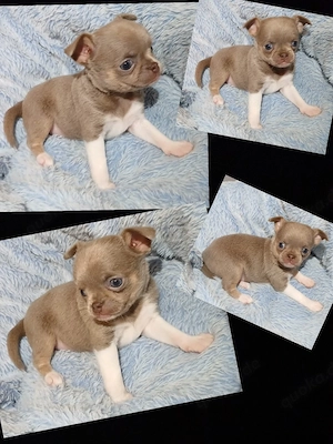 Kurzhaar Chihuahua Welpen 