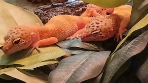  *Auch Tausch* Leopardgecko Weibchen Hypo Tangerine het. Blizzard Jungtiere von 2026