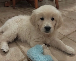 Wunderschöne Golden-Retriever-Welpen (Rüden und Hündinnen)