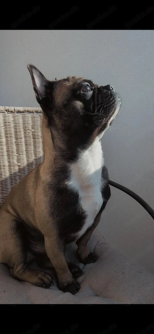 Französische Bulldogge in erfahrene Hände abzugeben 