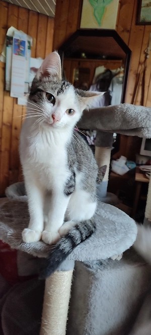 Katzenbaby's  Heilige Birmamix  Abgabebereit!