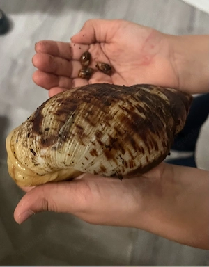 achatschnecken 