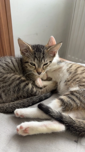 2 kater kitten suchen ihr für immer zuhause 
