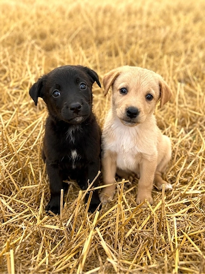 Labradorwelpen in Creme und Choco