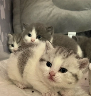 BKH Kitten 